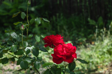 Bush with red roses in the garden.