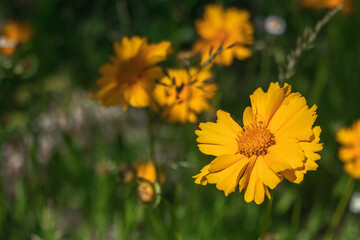 Bright yellow lance-leaved coreopsis flower in the garden in sun light.