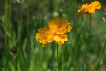 Bright yellow lance-leaved coreopsis flower in the garden in sun light on a blurred background.