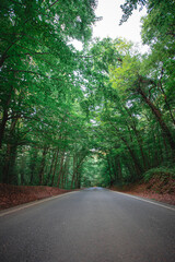 Road in the forest, a lot of trees 
