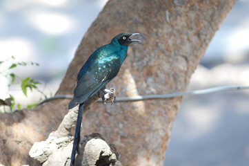 Long-tailed glossy starling Lamprotornis caudatus calling. Tambacounda. Senegal.