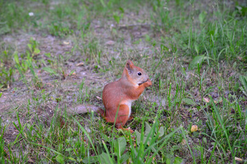 cute squirrel eating nuts in park, close-up