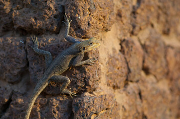 Common agama Agama agama on a wall. Tambacounda. Senegal.