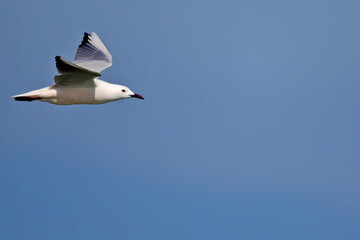 Obraz premium Slender-billed gull // Dünnschnabelmöwe (Chroicocephalus genei) - Greece // Griechenland