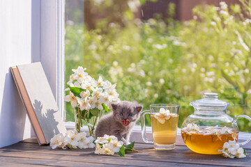 Newborn gray kitten near glass tea pot, a cup and a beautiful bouquet of jasmine flowers on the...