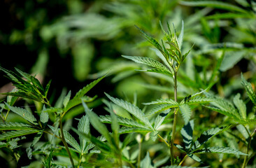 Cannabis plantation in the Chui valley. Bushes of cannabis by a stern plan. Leaves of narcotic...