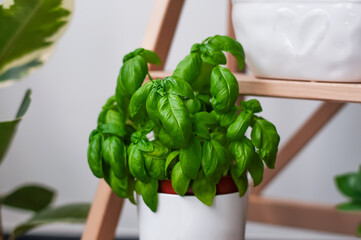 Basil grow in pot on house garden