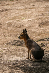 Patagonian mara - Dolichotis patagonum. Mara - Dolichotis patagonum