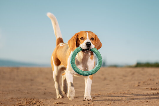 Happy dog with ring toy in mouth walking on sand.