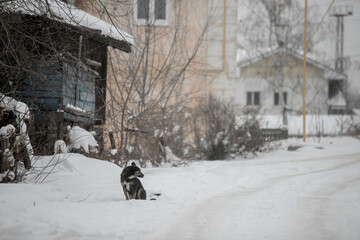 Sad homeless dog wandering in street during lonely cold winter morning.