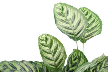 green leaves on white background