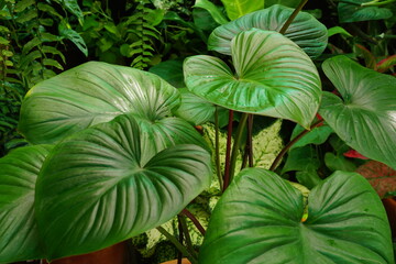 Homalomena rubescens