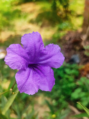 purple flower in the forest