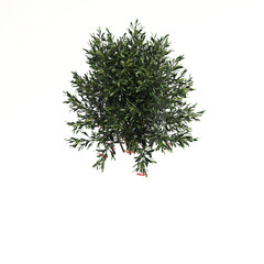 3d illustration of shrub with isolated on white background,bird's eye view