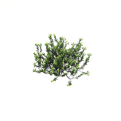 3d illustration of shrub with isolated on white background,bird's eye view