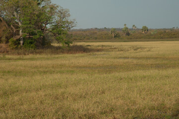 Fototapeta na wymiar Meadow and forest in Niokolo Koba National Park. Tambacounda. Senegal.