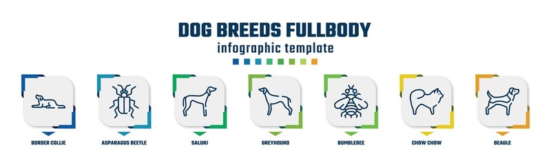dog breeds fullbody concept infographic design template. included border collie, asparagus beetle, saluki, greyhound, bumblebee, chow chow, beagle icons and 7 option or steps.