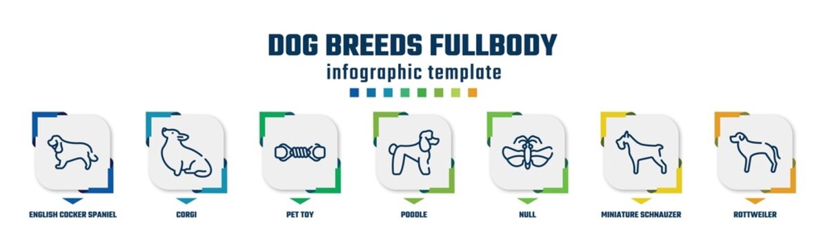 dog breeds fullbody concept infographic design template. included english cocker spaniel, corgi, pet toy, poodle, null, miniature schnauzer, rottweiler icons and 7 option or steps.