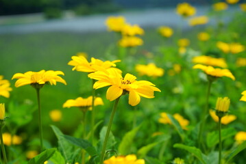 of plants that bloom during the summer
