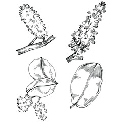 Carob sketch drawing illustration. Carob tree nature engraved style illustration. Detailed plants product. The best for design logo, menu, label, icon, stamp.