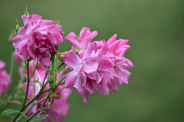 close up of a pink rose flower