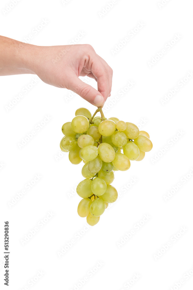 Wall mural A branch of green ripe grapes in his hand.