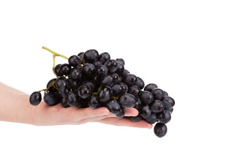 A hand holding a large bunch of fresh black grapes.
