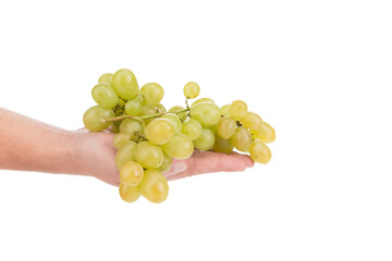 Hand hold fresh bunch of green grapes. Isolated on a white background. Close-up.