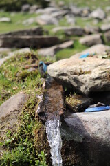 moss on the stone