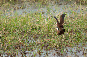 Copulation of African jacanas Actophilornis africanus. Niokolo Koba National Park. Tambacounda....