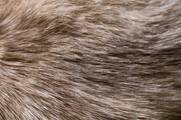 Background of Siamese cat fur.