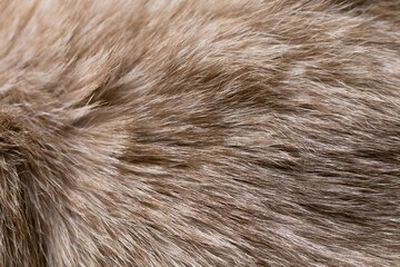 Background of Siamese cat fur.