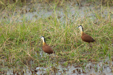 Pair of African jacanas Actophilornis africanus. Niokolo Koba National Park. Tambacounda. Senegal.