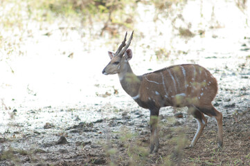 Male bushbuck Tragelaphus scriptus in Niokolo Koba National Park. Tambacounda. Senegal.