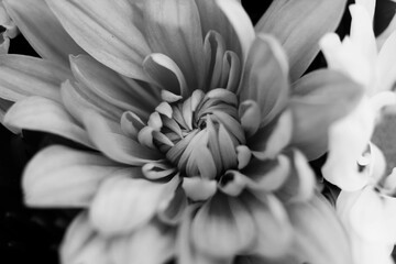 close up of a black and white flower