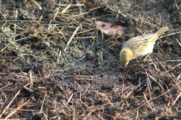 Heuglin's masked weaver Ploceus heuglini. Female searching for food. Niokolo Koba National Park. Tambacounda. Senegal.