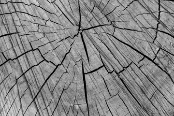 Old wooden background with cracks.Cross-cutting of a tree. Abstract drawing of old wood.