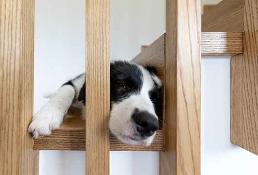 Adorable portrait of sleeping young border collie dog