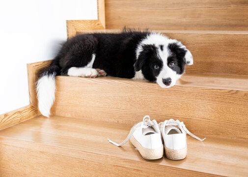 Cute border collie dog with shoes waiting for a walk