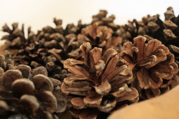 Pine cones