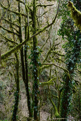 Fototapeta premium tree in the forest