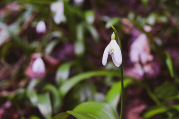 snowdrop in the forest