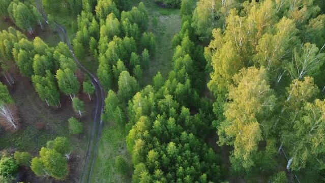 Forest road in a summer birch grove