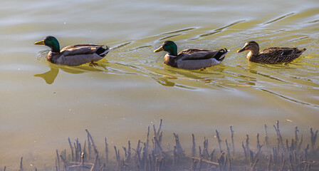 ducks in the water