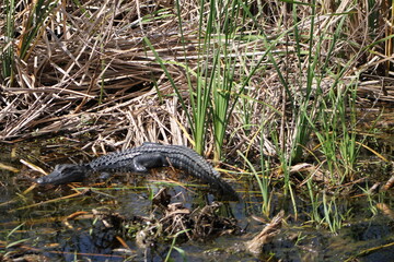 Florida Everglades