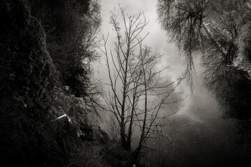 Arbol