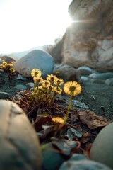 flowers on the rocks