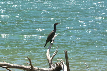 cormorano