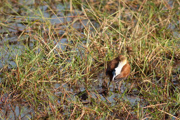 African jacana Actophilornis africanus preening. Niokolo Koba National Park. Tambacounda. Senegal.