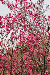 pink flowers on the tree